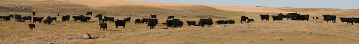 black angus cattle, black angus replacement heifers, angus bulls for sale, angus commercial heifers, commercial black cattle, black angus females, angus feeder steers, APHA horses , ranch horses, black angus cows, Paint horses, horse sales,horse auctions,horses for sale,AQHA horses for sale,APHA horses for sale, foals,horses,breeding,stallions,mares, sorrel,brown,bay,gelding, angus females, foundation,bloodlines,pedigree,prices,horse pictures, angus breeder, angus breeders, paint breeders, apha breeder,mr robin boy, robin boy, painted robin, riding horses, trail horse tobiano,overo,tovero,pictures,poetry,free,horse,paint ,Horse Classifieds Ads, Horse Sales, horse sales, horse for sale, APHA, Paint Horse for Sale, Paint Horses for Sale, paints for sale, Paints For Sale, foundation bloodlines, horse ads, horse directory, horse classifieds, horse breed, horse breeds, aqha, apha,horse trailers, horse trailer, stallion, stud, studs,Saskatchewan, Sk, Sask, Canada, Canadian,horse auction, horse production sales, paint horse production sale, apha production sale, paint production sales, horse sale catalogues, south country production sale, south country horse breeders sale, south country horse sale, private treaty bulls for sale, livestock auctions, horse auctions, cattle auctions, agriculture, western canada, prairies, prairie provinces, horse production sale, performance horses, Angus and Paint APHA breeders of registered (purebred) black angus bulls, angus bulls, commercial grade black angus females, black angus heifers, maternal sires, maternal, performance bulls, angus seed stock, et, embryo transplant, commercial black angus cattle, purebred angus cattle, commercial ranchers, commercial breeders, black angus, information on black angus cattle, raising black angus cattle, black angus replacement heifers, feeder steers, certified canadian angus beef, canadian angus certification program, cca,ccap, performance cattle, performance data, terminal sires, crossbred angus, cross-bred cattle, epd, rate of gain, flush, embryo, flush recipients, donor cows, herd bulls, bulls, herd sires, show steer, show steer, semen, semen sales, APHA  Paint horses, APHA cutting horses, APHA ranch horses, APHA rope horses, performance horses, apha colts, colts, paint colts, fillies, apha fillies, paint fillies, breeding stock, angus breeding stock