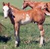 sorrel overo stallion