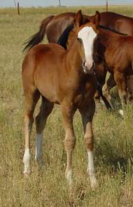 Sorrel breeding stock filly