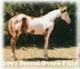 sorrel over filly mare