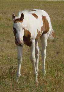 Sorrel Overo Filly