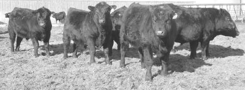 Registered black angus bulls for sale