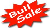 Black Angus Bulls for Sale