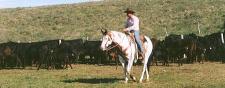 Stock horse heeling in the branding corral