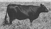 commercial black angus cows