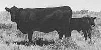 commercial angus cows