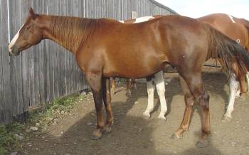 chestut paint gelding, breeding stock registry