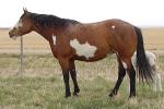uckers Cocoa Charm, Paint mare