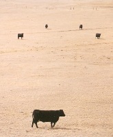 the easy fleshing angus cow