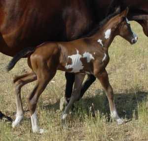 brown overo stallion