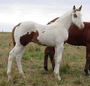 2004 sorrel tovero stallion for sale
