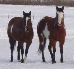 APHA horses, ranch horses, Paint horses, horse sales, horse auctions, horses for sale, AQHA horses for sale, APHA horses for sale, foals, horses, breeding, stallions, mares, broodmares, brood mares, paint mares, paint broodmares, quiet temperment, geldings, chestnut, sorrel, brown, bay, gelding, foundation, bloodlines, foundation bloodlines, pedigree, paint breeders, apha breeder, mr robin boy, robin boy, painted robin, riding horses, trail horse, tobiano, overo, tovero, horse, paint, Horse Classifieds Ads, horse sales, horse for sale, APHA, American Paint Horse Association, American Quarter Horse Association, speed index, JC, jockey club, ROM, Superior, World Champion, performance points, SI, S I, Register of Merit, heading horses, heeling horses, heading and heeling horses, calf roping, calf-roping, rodeo, Paint Horses for Sale, paints for sale, horse ads, horse directory, horse classifieds, horse breed, aqha, apha, stallion, stud, studs, Saskatchewan, Sk, Sask, Canada, Canadian, horse auction, horse production sales, paint horse production sale, apha production sale, paint production sales, horse sale catalogues, south country production sale, south country horse breeders sale, south country horse sale, livestock auctions, horse auctions, agriculture, western canada, horse production sale, performance horses, Paint APHA breeders, APHA Paint horses, APHA cutting horses, Paint ranch horses, APHA rope horses, apha colts, colts, paint colts, fillies, apha fillies, paint fillies, breeding stock, Breeding, raising, training, registered Paint Horses in Canada, Ranch raised horses, pleasure riding,  reining, cutting, roping, working cow horse, breeding stallion, ranch raised, ranch-raised, futurity prospects, working cowhorse, APHA show prospects, paint show horses