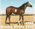 brown overo filly mare