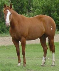 sorrel breeding stock paint mare 