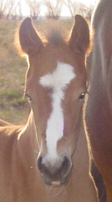 Bay filly - 2005 paint foals