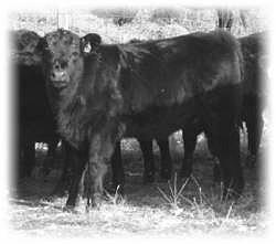 Open Replacement Heifers