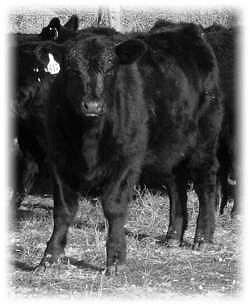 Heifer Calf - one for the replacement female pen