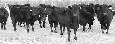 Replacement heifers