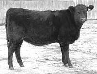 angus breeding stock for sale