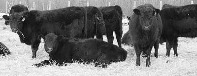 angus replacement heifers