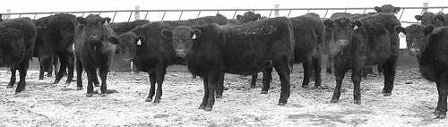 heifers for sale