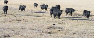 herd sires