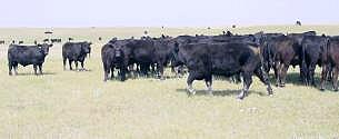 grasser steers