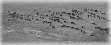 Part of the fall roundup.  A two day job, trailing the cattle home from the north place.  Good angus cattle followed up by ranch broke horses.