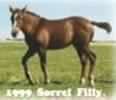 chestnut filly mare