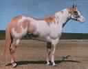 Mr Robin Boy, APHA stallion, paint stallion