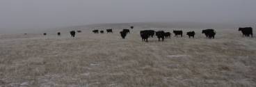 cow calf pairs on fall range