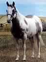 Painted Robin Jr,, APHA stallion, paint stallion, Champion