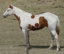 overo Paint mare tovero  tobiano/overo