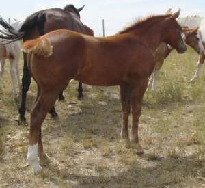 Breeding Stock Chestnut Filly