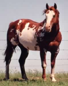 APHA Stallion, Mr Parteebuilt