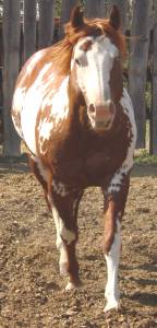 Reo, APHA Paint Stallion
