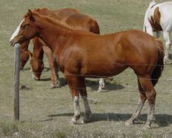overo Paint mare