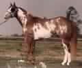Robins Parteebuilt, APHA stallion, paint stallion