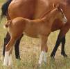 sorrel overo filly mare
