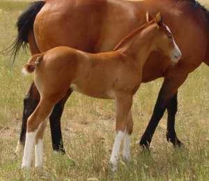 sorrel overo filly