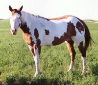 Pictured; Partee Bonnet, sorrel overo brood mare