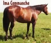Ima Commanche, JC Thoroughbred mare