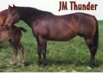 J M Thunder, Paint mare