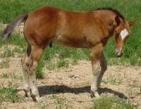 2004 bay stallion for sale