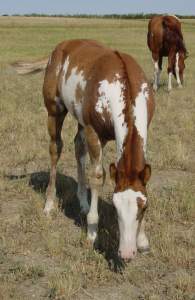 Sorrel Overo Filly