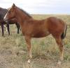 bay filly mare