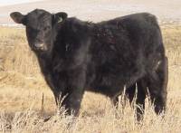 Black Angus Steers, backgrounders, stockers, grassers or feeders, Age Verified & Canadian Angus "green" tagged