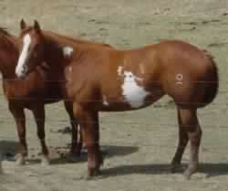 overo Paint mare