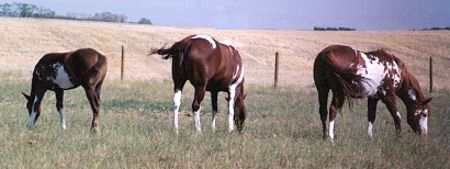 Paint Horses for sale, Paint foals for sale