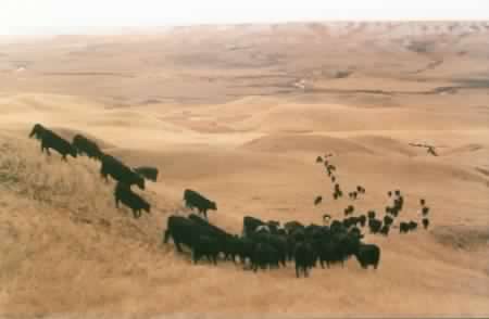 black angus cows on their native shortgrass fields